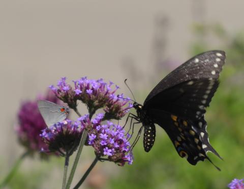 Local Butterflies 2021 | High Plains Gardening